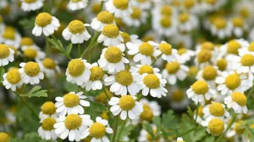 FEVERFEW