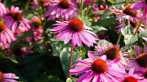 ECHINACEA