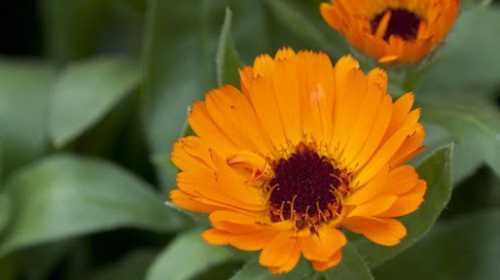 CALENDULA