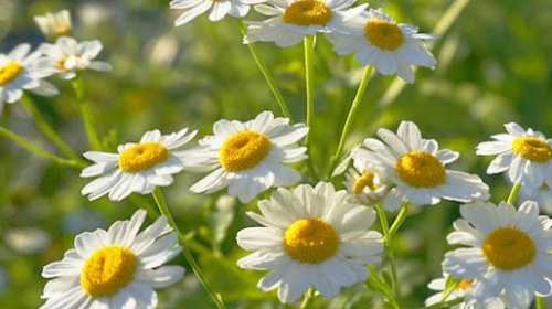 CHAMOMILE