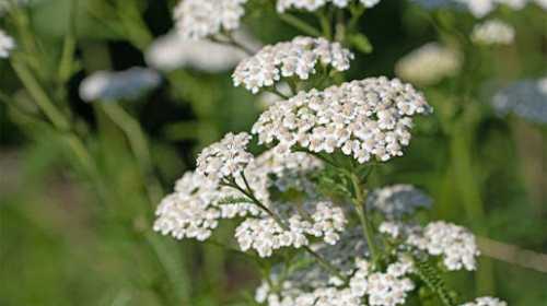 YARROW