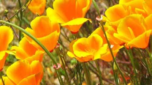 CALIFORNIA POPPY